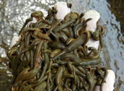 青年苗（1年）