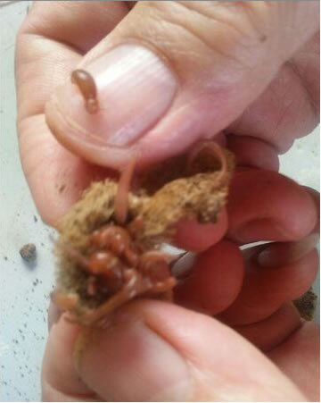 卵孵化20天出苗